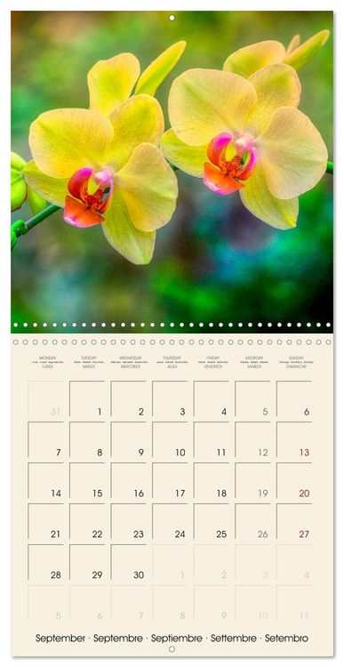 Produktbild: Butterfly orchids in high fidelity (Wall Calendar 2026 12 &times; 12 Inch) CALVENDO 12 Month Wall Calendar