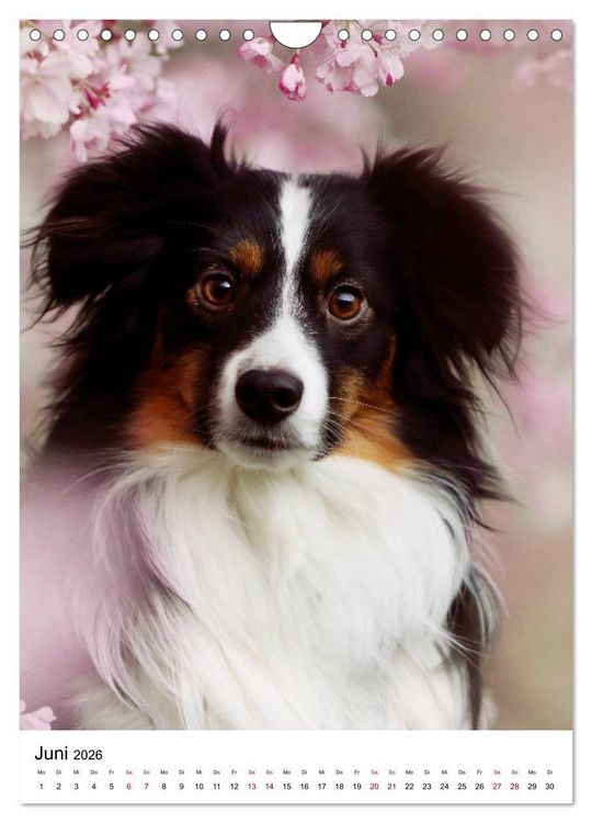 Produktbild: Australian Shepherd - Beste Freunde (Wandkalender 2026 DIN A4 hoch), CALVENDO Monatskalender