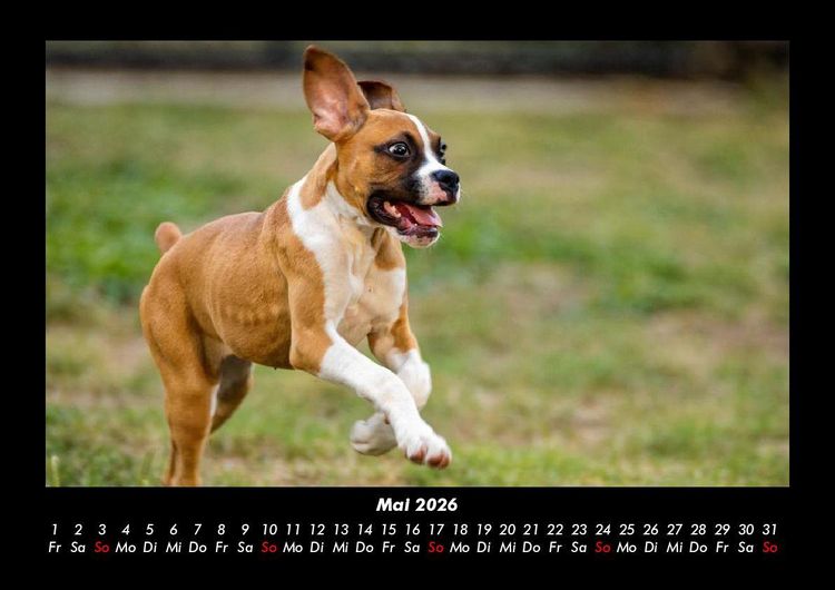 Produktbild: Tiere in der Wildnis 2026 Fotokalender DIN A3