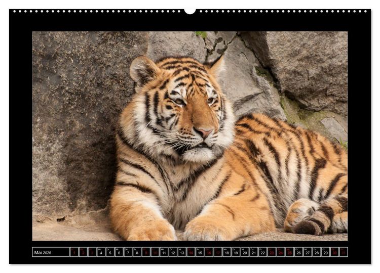 Produktbild: Tiger, L&ouml;we und Co. (hochwertiger Premium Wandkalender 2026 DIN A2 quer), Kunstdruck in Hochglanz