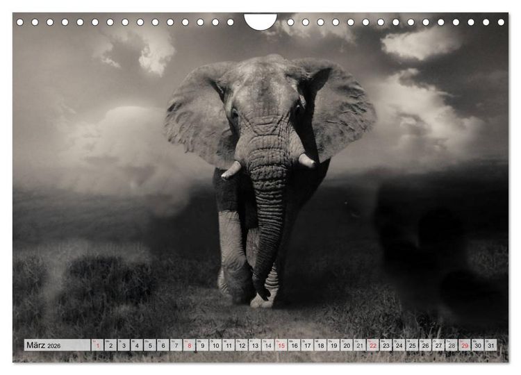 Produktbild: Wilde Tiere in schwarz-wei&szlig; (Wandkalender 2026 DIN A4 quer), CALVENDO Monatskalender
