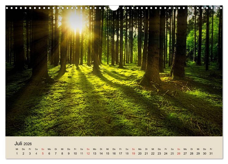 Produktbild: Der Wald. Durch zauberhafte Waldlandschaften (Wandkalender 2026 DIN A3 quer), CALVENDO Monatskalender