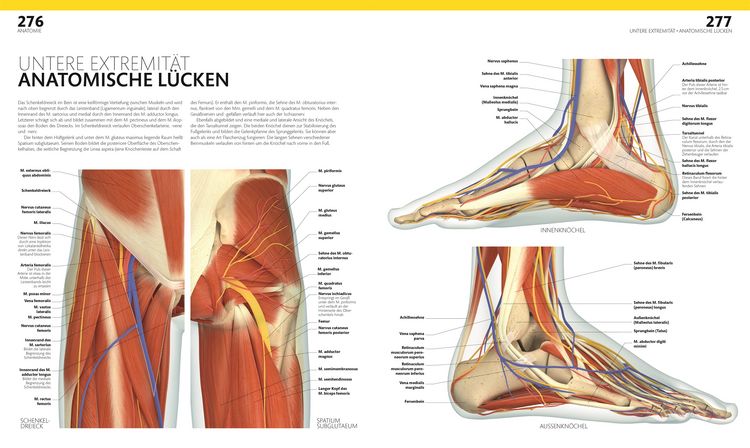 Produktbild: Anatomie und Physiologie