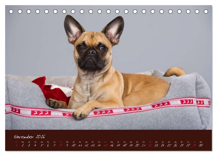 Produktbild: Franz&ouml;sische Bulldoggen (Tischkalender 2026 DIN A5 quer), CALVENDO Monatskalender