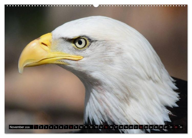 Produktbild: Adler und Greife - K&ouml;nige des Himmels (hochwertiger Premium Wandkalender 2026 DIN A2 quer), Kunstdruck in Hochglanz