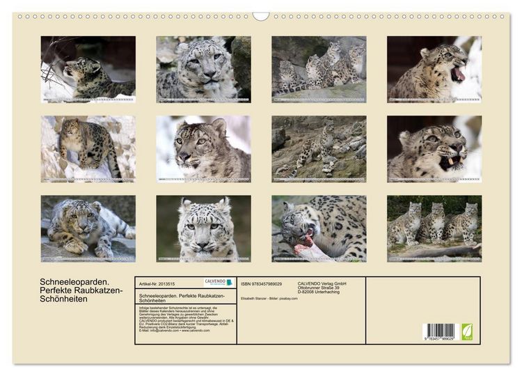 Produktbild: Schneeleoparden. Perfekte Raubkatzen-Sch&ouml;nheiten (Wandkalender 2026 DIN A2 quer), CALVENDO Monatskalender