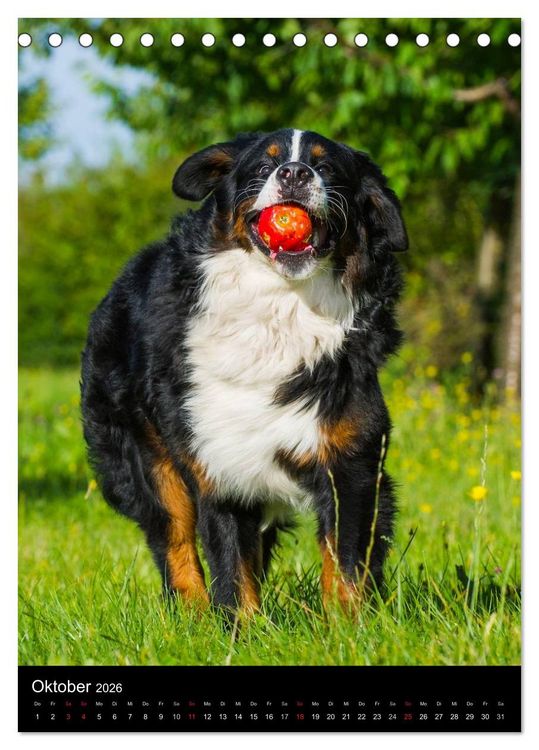 Produktbild: Faszination Berner Sennenhund (Tischkalender 2026 DIN A5 hoch), CALVENDO Monatskalender
