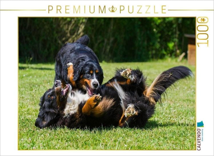 Produktbild: CALVENDO Puzzle Berner Sennenhunde beim Spiel | 1000 Teile Lege-Gr&ouml;&szlig;e 64x48cm Foto-Puzzle f&uuml;r gl&uuml;ckliche Stunden