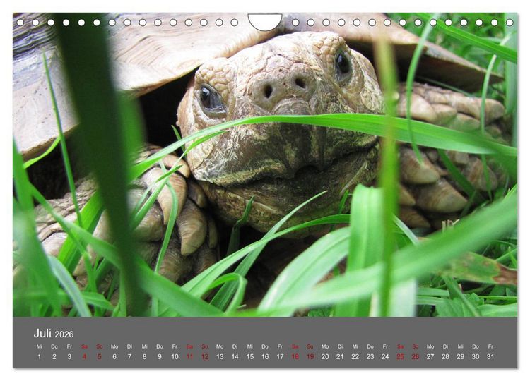 Produktbild: Landschildkr&ouml;ten (Wandkalender 2026 DIN A4 quer), CALVENDO Monatskalender