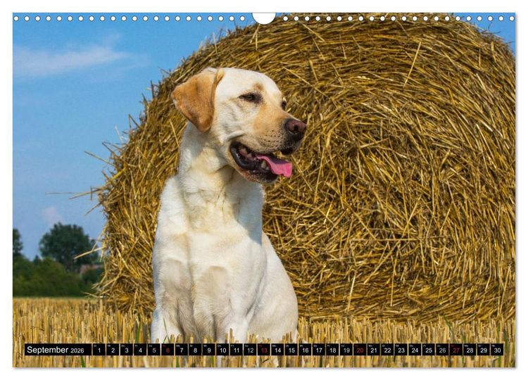 Produktbild: Labrador Retriever - ein Herz auf 4 Pfoten (Wandkalender 2026 DIN A3 quer), CALVENDO Monatskalender