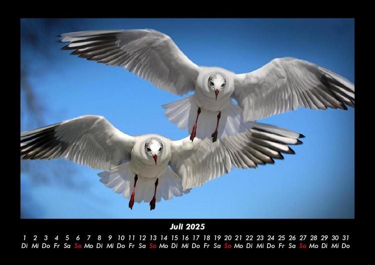 Produktbild: M&ouml;wen 2025 Fotokalender DIN A3
