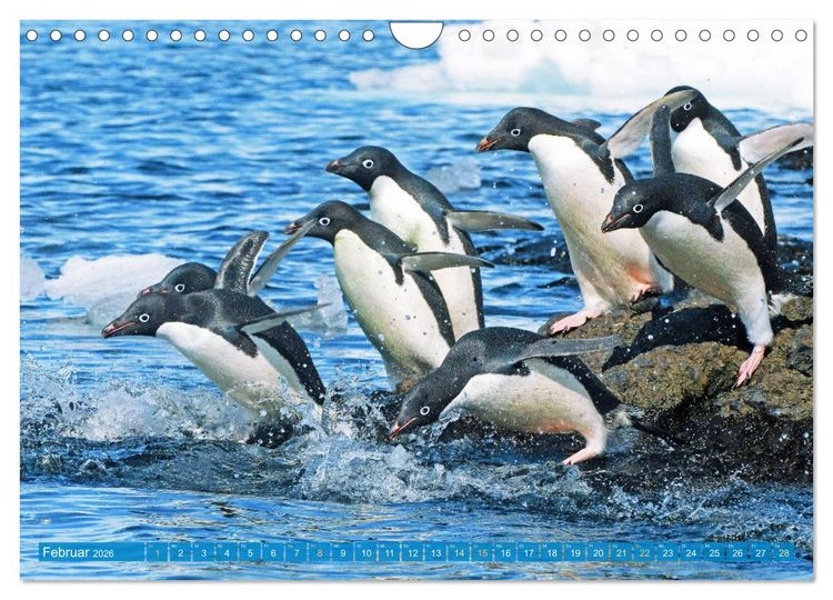 Produktbild: Pinguine: Gehupft wie gesprungen (Wandkalender 2026 DIN A4 quer), CALVENDO Monatskalender