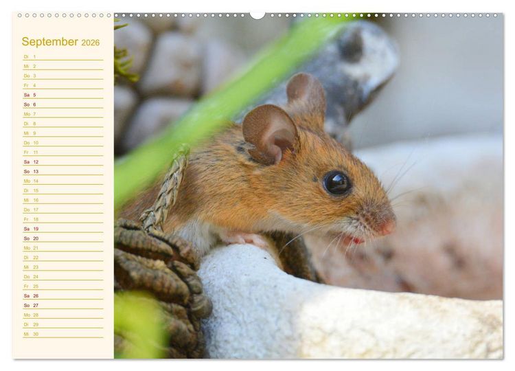 Produktbild: Gr&uuml;sse von der Maus! (Wandkalender 2026 DIN A2 quer), CALVENDO Monatskalender