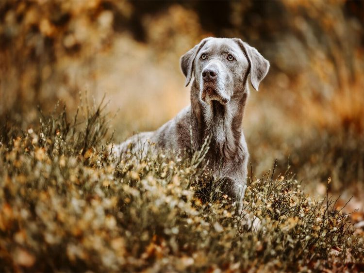 Produktbild: CALVENDO Puzzle Labrador Retriever im Wald | 1000 Teile Lege-Gr&ouml;&szlig;e 64x48cm Foto-Puzzle f&uuml;r gl&uuml;ckliche Stunden