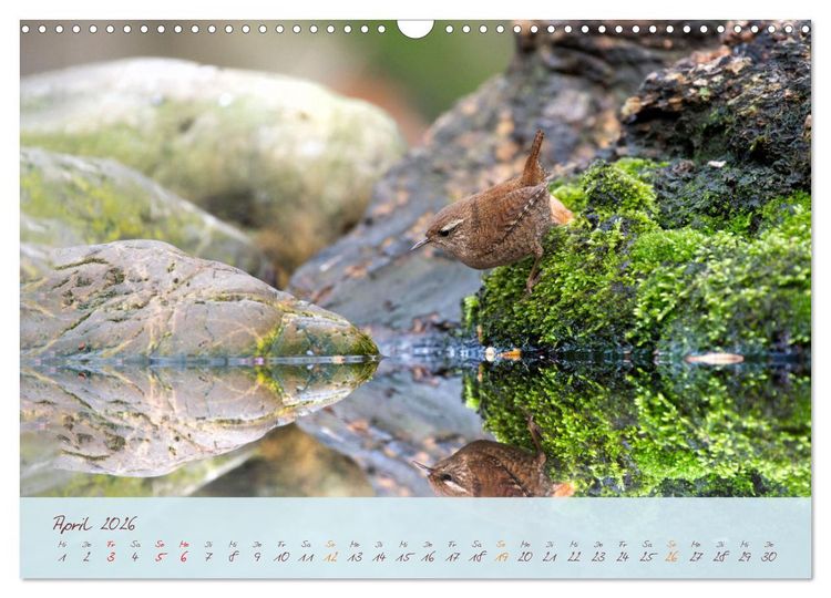 Produktbild: Sch&ouml;nheiten des Waldes (Wandkalender 2026 DIN A3 quer), CALVENDO Monatskalender