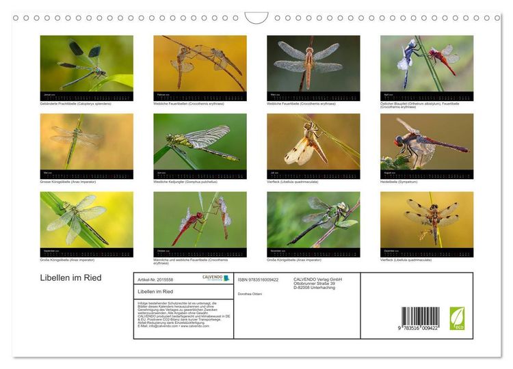 Produktbild: Libellen im Ried (Wandkalender 2026 DIN A3 quer), CALVENDO Monatskalender