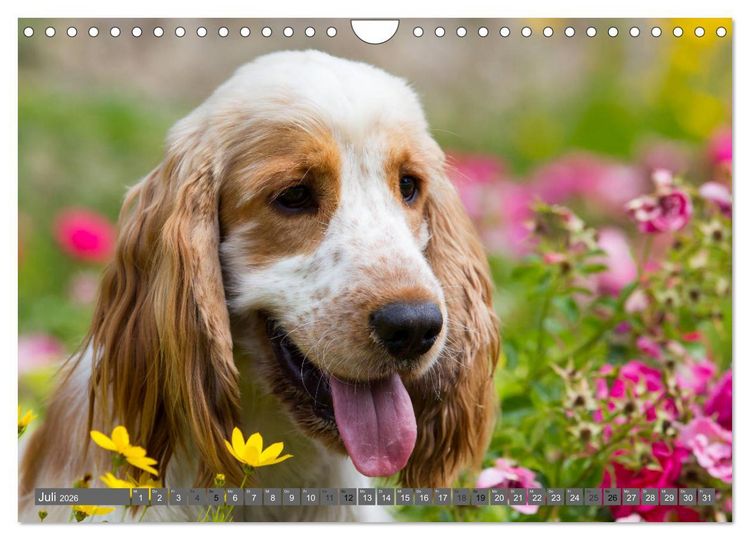 Produktbild: English Cocker Spaniels - Ein Spaziergang im Park (Wandkalender 2026 DIN A4 quer), CALVENDO Monatskalender