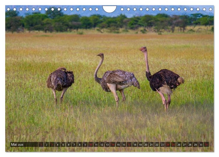 Produktbild: Abenteuer Tansania, Afrika (Wandkalender 2026 DIN A4 quer), CALVENDO Monatskalender