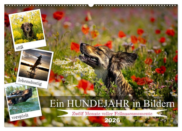 Produktbild: Ein Hundejahr in Bildern (Wandkalender 2026 DIN A2 quer), CALVENDO Monatskalender