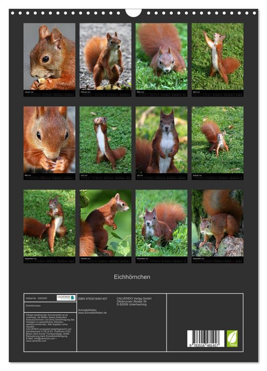 Produktbild: Eichh&ouml;rnchen (Wandkalender 2026 DIN A3 hoch), CALVENDO Monatskalender