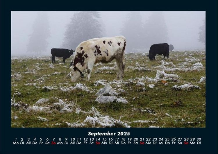 Produktbild: Kuhkalender 2025 Fotokalender DIN A4