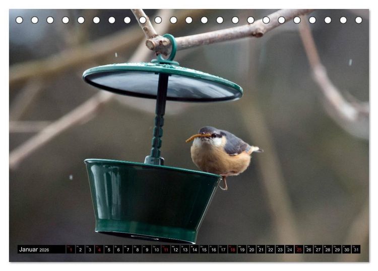 Produktbild: Gartenv&ouml;gel (Tischkalender 2026 DIN A5 quer), CALVENDO Monatskalender