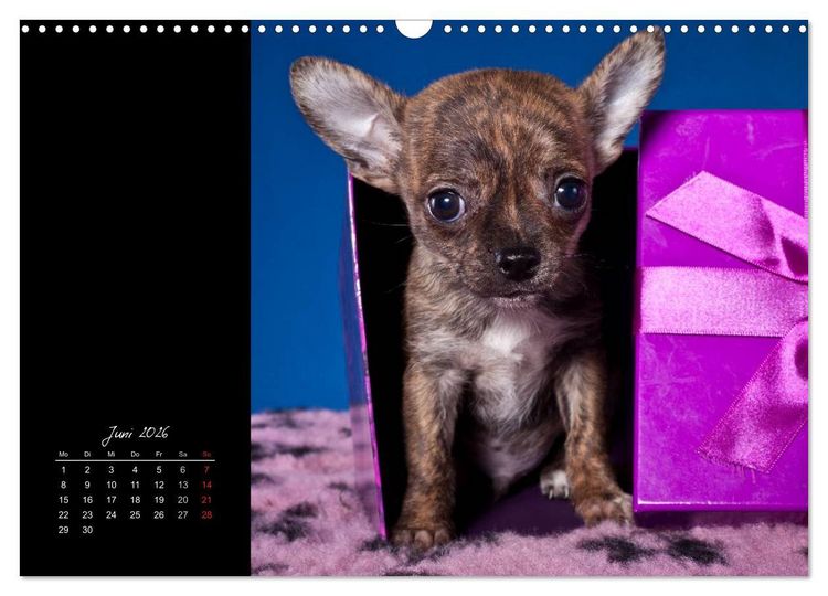 Produktbild: Chihuahua Welpen und Freunde (Wandkalender 2026 DIN A3 quer), CALVENDO Monatskalender