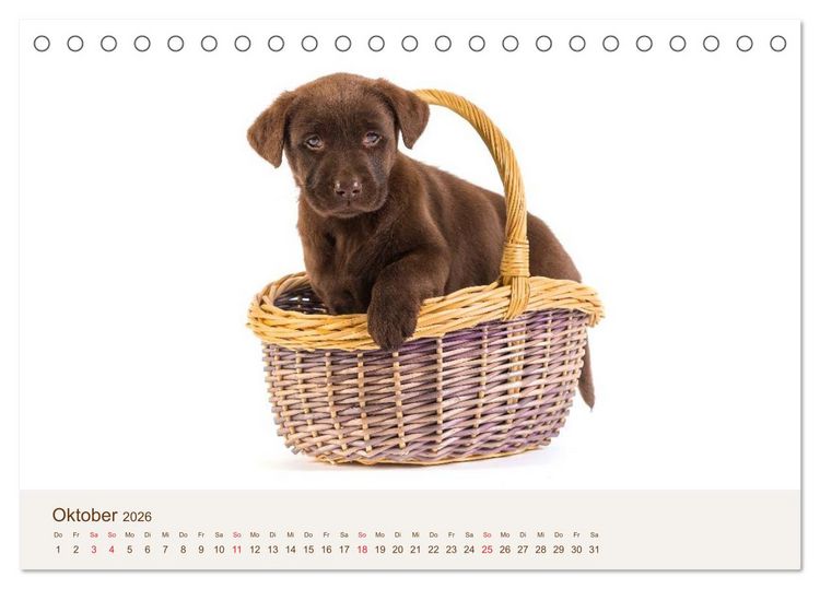 Produktbild: Labrador - Welpen (Tischkalender 2026 DIN A5 quer), CALVENDO Monatskalender