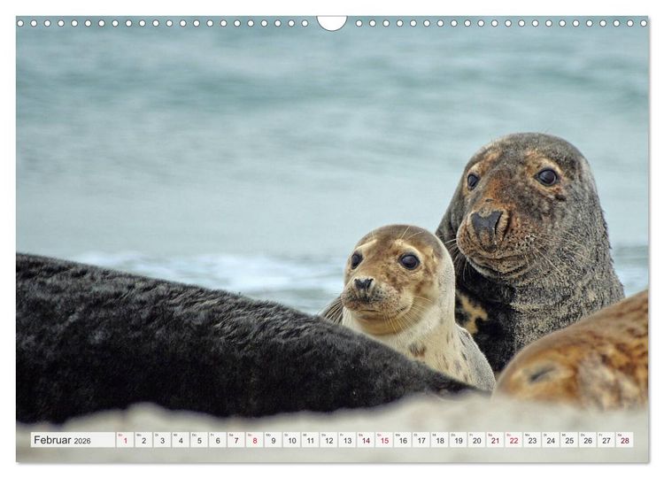 Produktbild: Guck mal ... Robben im Wattenmeer (Wandkalender 2026 DIN A3 quer), CALVENDO Monatskalender