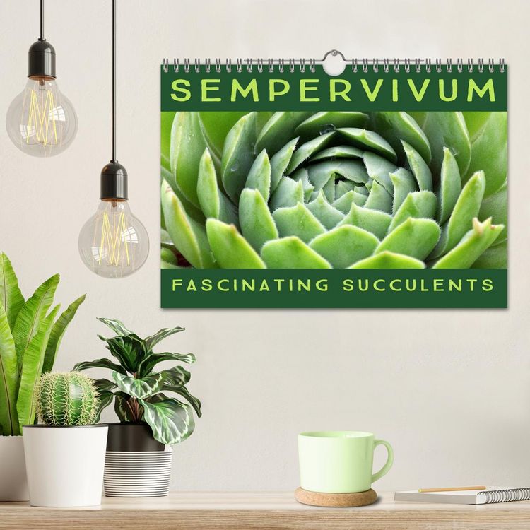 Produktbild: Sempervivum Fascinating Succulents (Wall Calendar 2026 DIN A4 landscape), CALVENDO 12 Month Wall Calendar