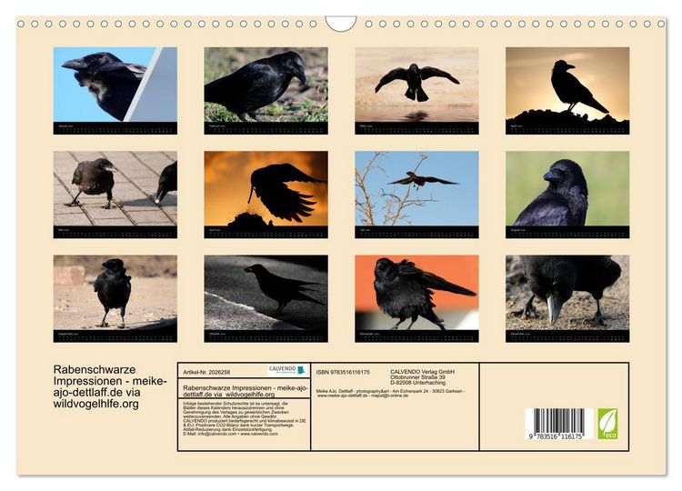 Produktbild: Rabenschwarze Impressionen - meike-ajo-dettlaff.de via wildvogelhlfe.org (Wandkalender 2026 DIN A3 quer), CALVENDO Monatskalender