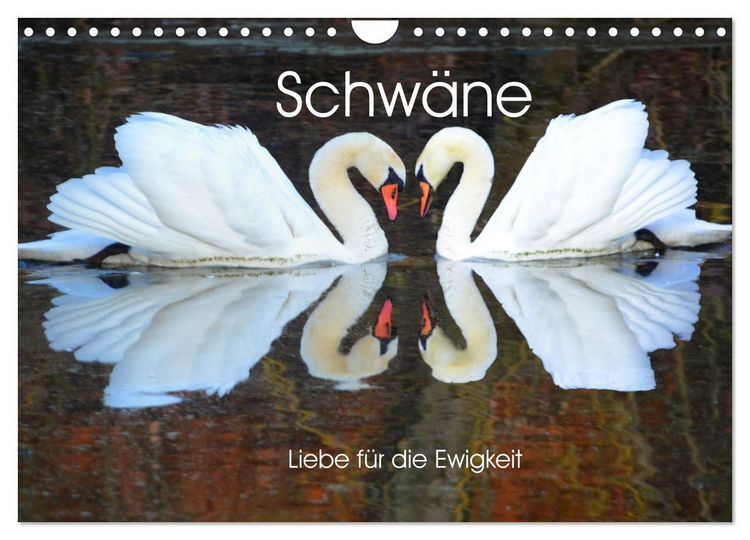 Produktbild: Schw&auml;ne, Liebe f&uuml;r die Ewigkeit (Wandkalender 2026 DIN A4 quer), CALVENDO Monatskalender