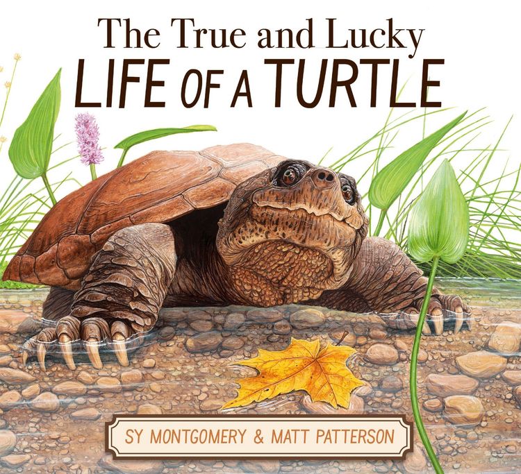 Produktbild: The True and Lucky Life of a Turtle