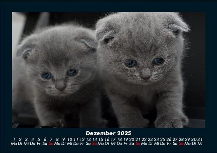 Produktbild: F&uuml;r Katzenfreunde 2025 Fotokalender DIN A5