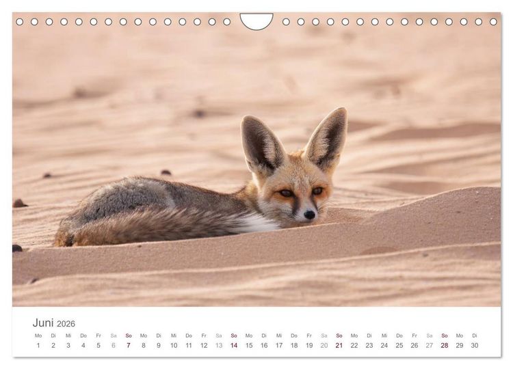 Produktbild: Impressionen - Wei&szlig;e W&uuml;ste (Wandkalender 2026 DIN A4 quer), CALVENDO Monatskalender