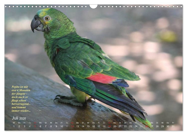 Produktbild: Blaustirnamazonen - Papageien in Paraguay (Wandkalender 2026 DIN A3 quer), CALVENDO Monatskalender