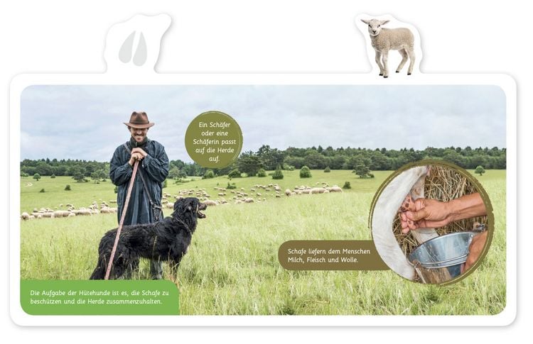 Produktbild: Das Schaf