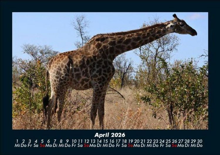 Produktbild: Giraffen 2026 Fotokalender DIN A5
