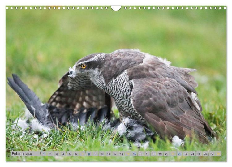 Produktbild: Habicht - aus dem Leben eines imposanten Greifvogels (Wandkalender 2026 DIN A3 quer), CALVENDO Monatskalender