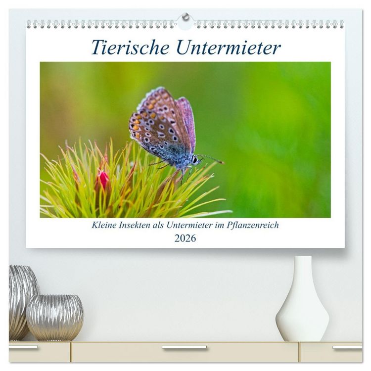 Produktbild: Tierische Untermieter (hochwertiger Premium Wandkalender 2026 DIN A2 quer), Kunstdruck in Hochglanz