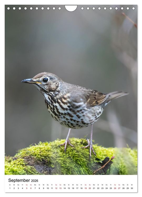Produktbild: Heimische V&ouml;gel in Ihren G&auml;rten (Wandkalender 2026 DIN A4 hoch), CALVENDO Monatskalender