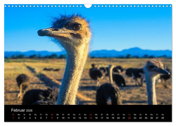 Produktbild: Kapstadt, Winelands und Garden Route (Wandkalender 2026 DIN A3 quer), CALVENDO Monatskalender
