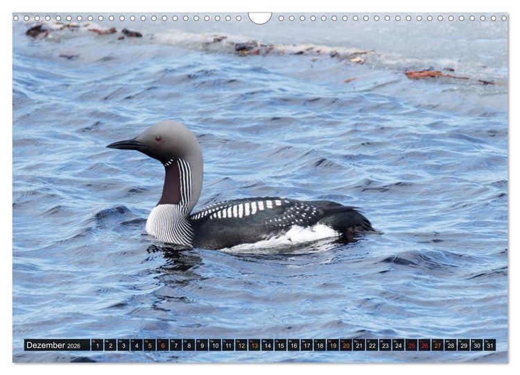 Produktbild: Die grandiose Tierwelt von Finnland (Wandkalender 2026 DIN A3 quer), CALVENDO Monatskalender