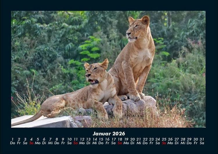 Produktbild: L&ouml;wen in der Wildnis 2026 Fotokalender DIN A4