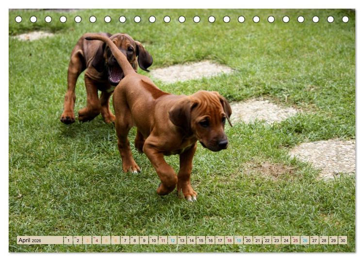 Produktbild: Rhodesian Ridgeback - eine Liebe f&uuml;rs Leben (Tischkalender 2026 DIN A5 quer), CALVENDO Monatskalender