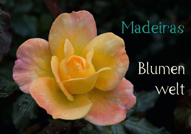 Produktbild: Madeiras Blumenwelt (Tischaufsteller DIN A5 quer)