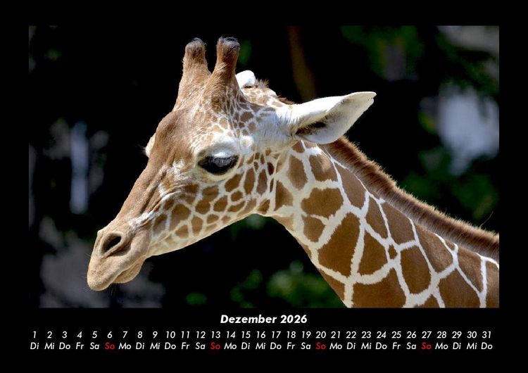 Produktbild: Giraffen 2026 Fotokalender DIN A3