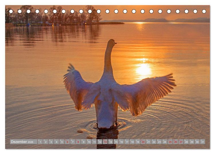 Produktbild: Der Schwanentanz (Tischkalender 2026 DIN A5 quer), CALVENDO Monatskalender