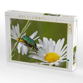 Produktbild: CALVENDO Puzzle Rosenk&auml;fer (Cetonia aurata) auf Margeritenbl&uuml;ten | 1000 Teile Lege-Gr&ouml;&szlig;e 64x48cm Foto-Puzzle f&uuml;r gl&uuml;ckliche Stunden