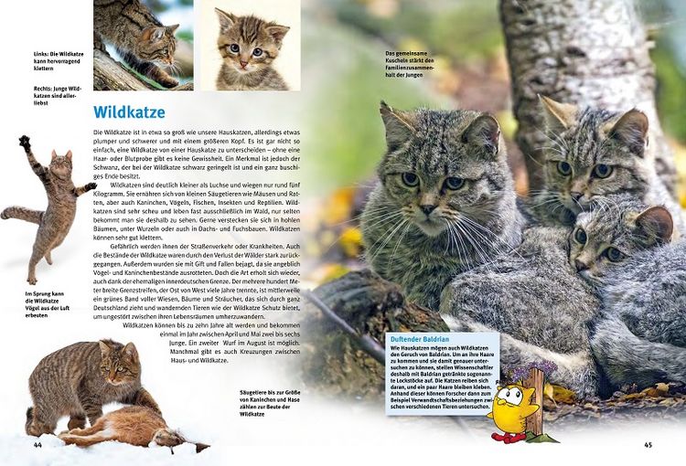 Produktbild: Entdecke heimische Wildtiere